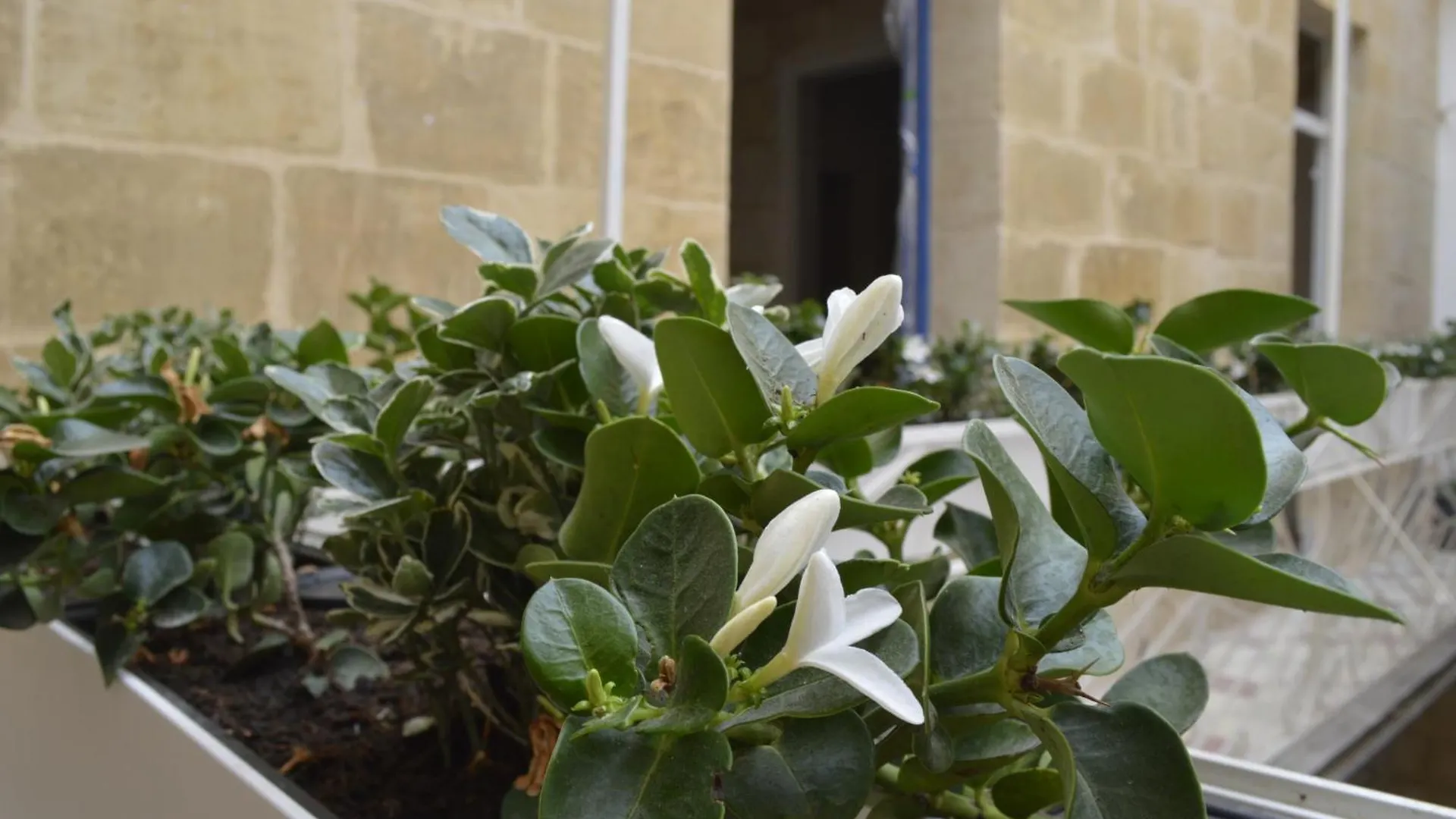 Bed & Breakfast Blue House Bed and Breakfast Birgu
